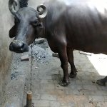 horny dude finger fucks the cows huge pussy in public kinks