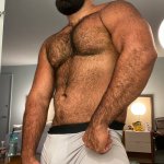 Persian Wolf