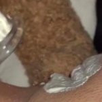 PHILADELPHIA WHITE CREAM CHEESETEEN PINK PUSSY-BEVERLY HILLS REAL ESCORT-AMATEUR-ARABIAN SNOWWHITE