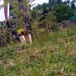 Local Aunty Outdoor Fuck Official Video By Localsex31
