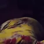 Aunty Have a Birthday Surprise for Me: Amateur Porn feat. Fancydesire77 by FapHouse