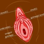 Learn How to Squirt: A Step-by-Step Guide by Our Sex Experts