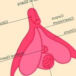 Learn How to Squirt: A Step-by-Step Guide by Our Sex Experts