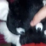 I love fuck this plush little kitty Fun1