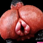 Fox Pocket Pussy Review: Hands-Free Realistic Sexdoll Test Domlust