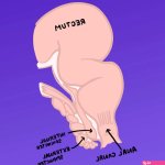 How to Finger Ass: 6 Must-Have Tips