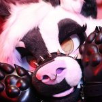 Lilpixiekitten baileystarpup lilpixiekitten Posts X